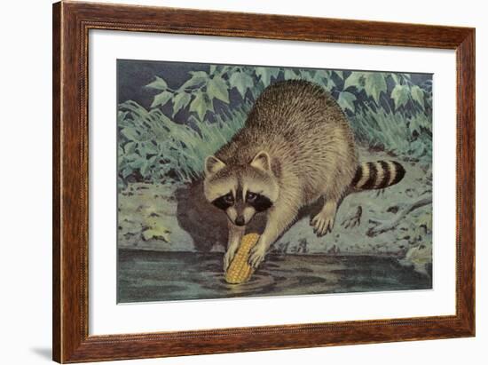Raccoon Washing Corn-null-Framed Art Print