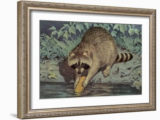 Raccoon Washing Corn-null-Framed Art Print