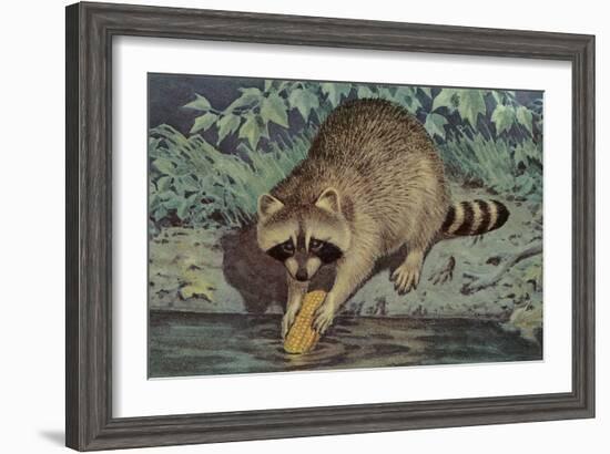 Raccoon Washing Corn-null-Framed Art Print