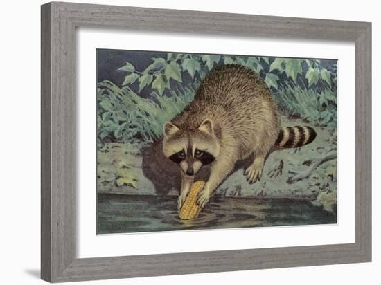 Raccoon Washing Corn-null-Framed Art Print