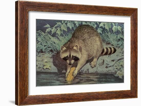 Raccoon Washing Corn-null-Framed Art Print