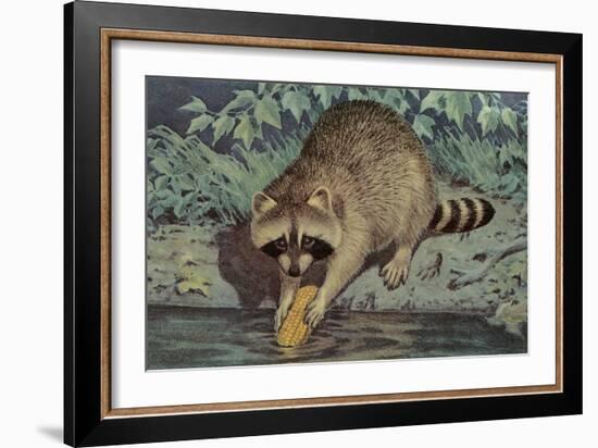 Raccoon Washing Corn-null-Framed Art Print