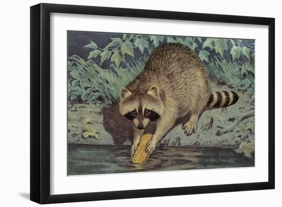 Raccoon Washing Corn-null-Framed Art Print