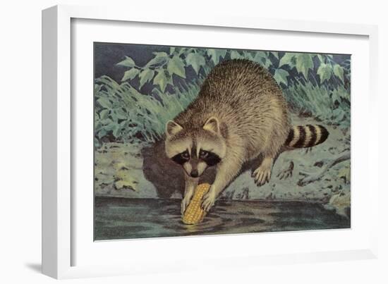 Raccoon Washing Corn-null-Framed Art Print