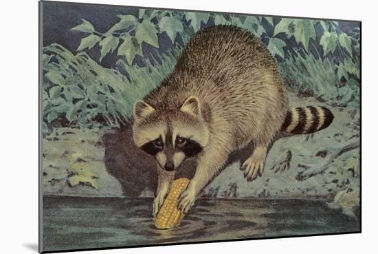 Raccoon Washing Corn-null-Mounted Art Print