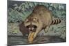 Raccoon Washing Corn-null-Mounted Art Print