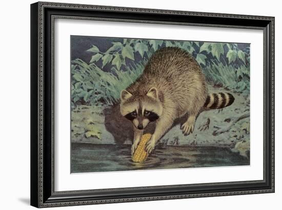 Raccoon Washing Corn-null-Framed Art Print