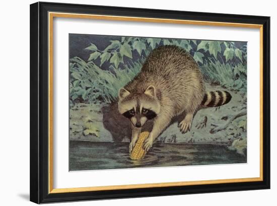 Raccoon Washing Corn-null-Framed Art Print