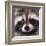 Raccoon-Sarah Stribbling-Framed Giclee Print