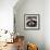 Raccoon-Sarah Stribbling-Framed Giclee Print displayed on a wall