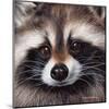 Raccoon-Sarah Stribbling-Mounted Giclee Print