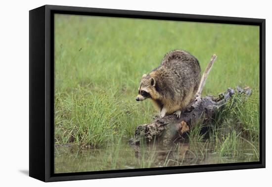 Raccoon-DLILLC-Framed Premier Image Canvas