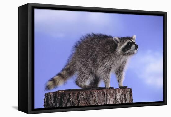 Raccoon-DLILLC-Framed Premier Image Canvas