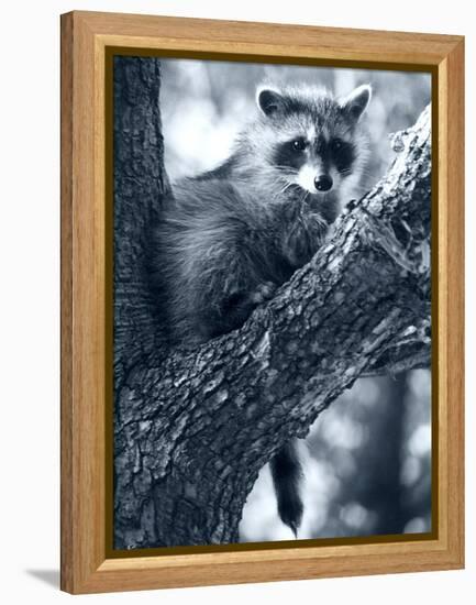 Raccoon-Gordon Semmens-Framed Premier Image Canvas