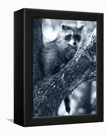 Raccoon-Gordon Semmens-Framed Premier Image Canvas