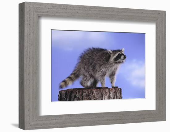 Raccoon-DLILLC-Framed Photographic Print