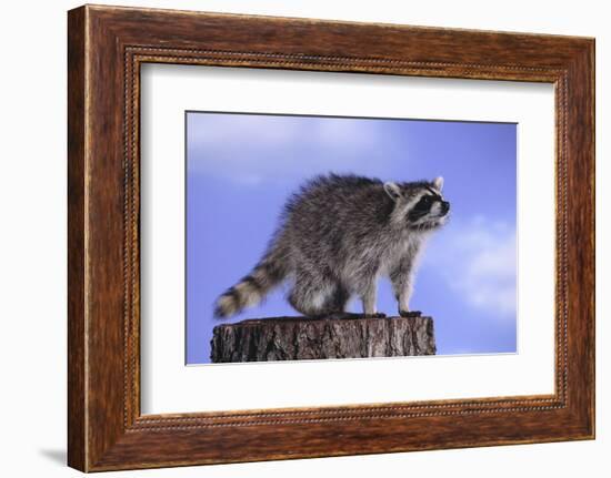 Raccoon-DLILLC-Framed Photographic Print