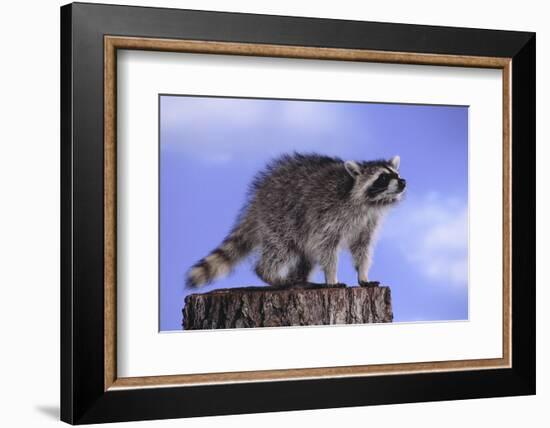 Raccoon-DLILLC-Framed Photographic Print