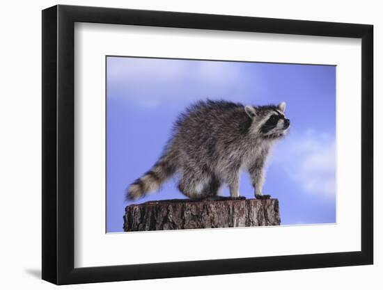 Raccoon-DLILLC-Framed Photographic Print