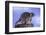 Raccoon-DLILLC-Framed Photographic Print