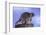 Raccoon-DLILLC-Framed Photographic Print