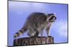 Raccoon-DLILLC-Mounted Photographic Print