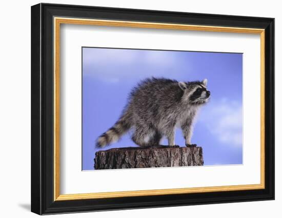 Raccoon-DLILLC-Framed Photographic Print