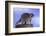 Raccoon-DLILLC-Framed Photographic Print