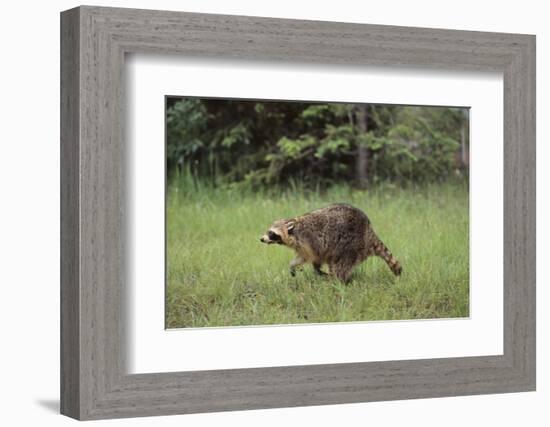 Raccoon-DLILLC-Framed Photographic Print