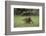 Raccoon-DLILLC-Framed Photographic Print