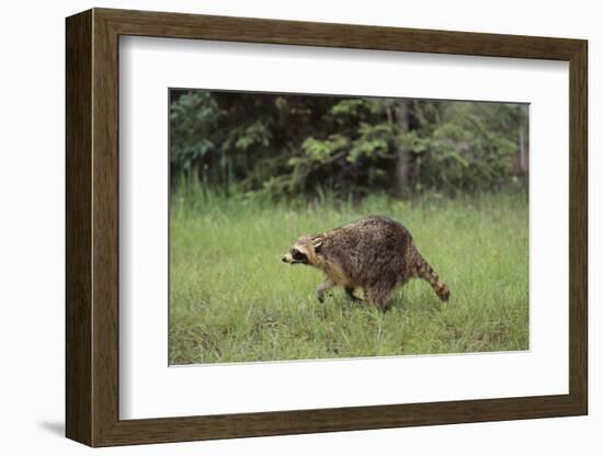 Raccoon-DLILLC-Framed Photographic Print