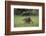 Raccoon-DLILLC-Framed Photographic Print