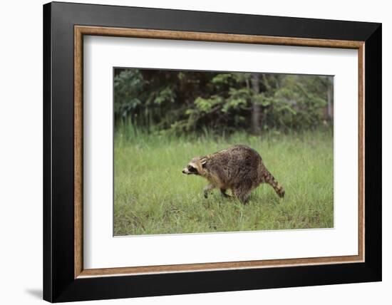 Raccoon-DLILLC-Framed Photographic Print