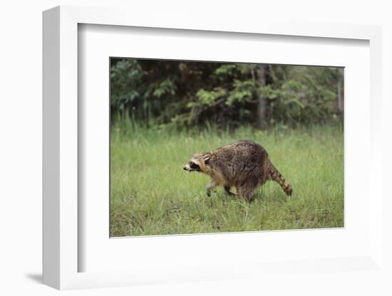 Raccoon-DLILLC-Framed Photographic Print