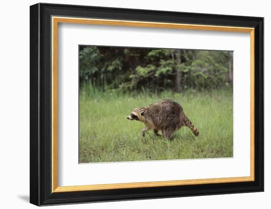 Raccoon-DLILLC-Framed Photographic Print