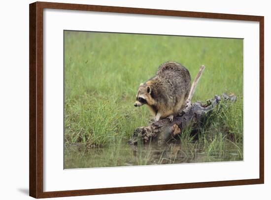 Raccoon-DLILLC-Framed Photographic Print