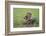 Raccoon-DLILLC-Framed Photographic Print