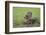 Raccoon-DLILLC-Framed Photographic Print