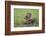 Raccoon-DLILLC-Framed Photographic Print