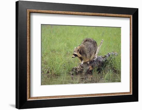 Raccoon-DLILLC-Framed Photographic Print