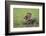 Raccoon-DLILLC-Framed Photographic Print