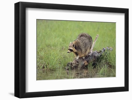 Raccoon-DLILLC-Framed Photographic Print