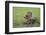 Raccoon-DLILLC-Framed Photographic Print