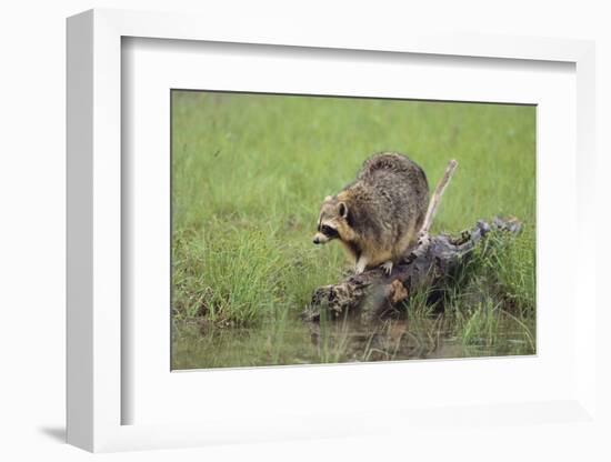 Raccoon-DLILLC-Framed Photographic Print