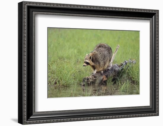 Raccoon-DLILLC-Framed Photographic Print