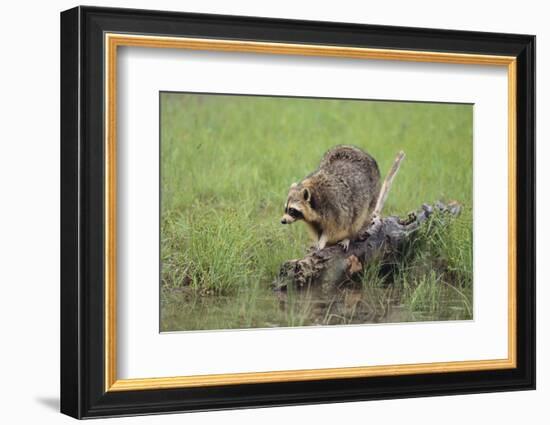 Raccoon-DLILLC-Framed Photographic Print