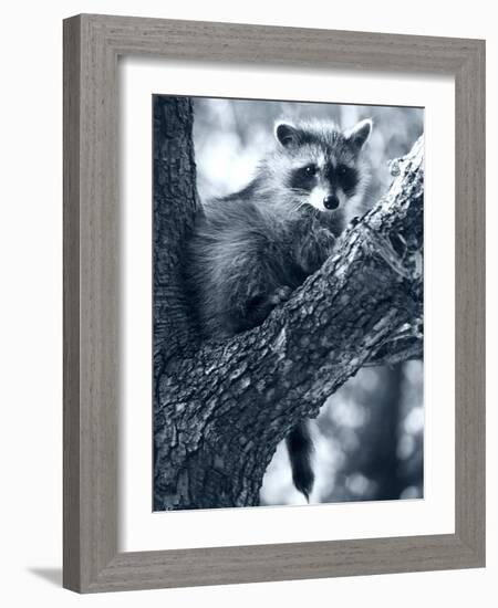 Raccoon-Gordon Semmens-Framed Photographic Print