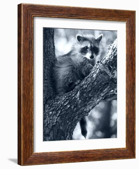 Raccoon-Gordon Semmens-Framed Photographic Print