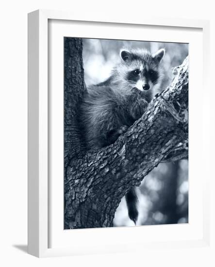 Raccoon-Gordon Semmens-Framed Photographic Print