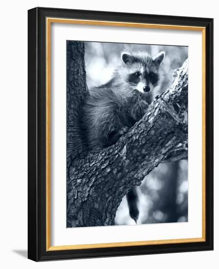 Raccoon-Gordon Semmens-Framed Photographic Print